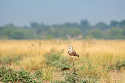 Bird on a field