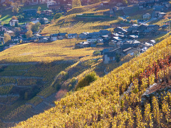 High angle view of vineyard and houses in village