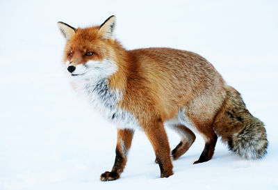 Full length of red fox on snow covered field