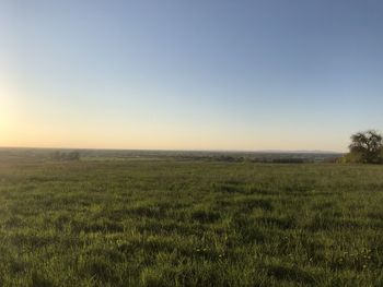 Scenic view of field against clear sky