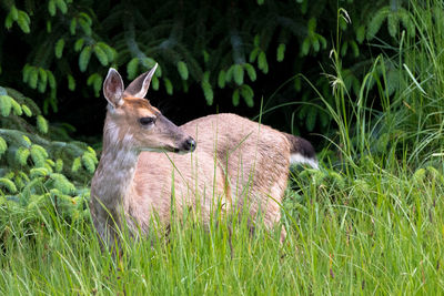 Deer in a field