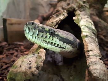 Close-up of lizard on branch