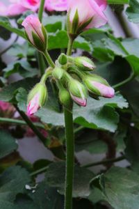 Close-up of pink flower blooming outdoors