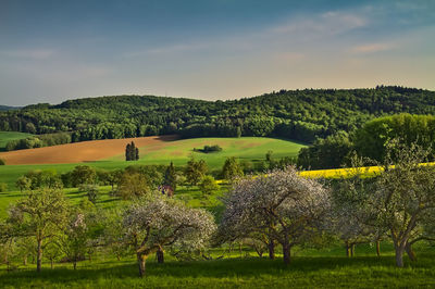 Trees on field against sky