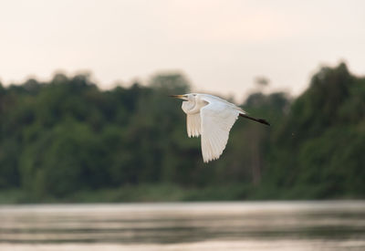 Close-up of bird flying over lake against trees