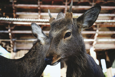 Close-up of deer in nara, japan