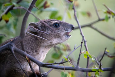 Close-up of a lizard on tree