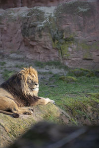 Cat relaxing on rock