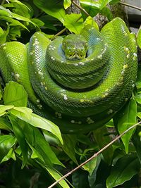 green