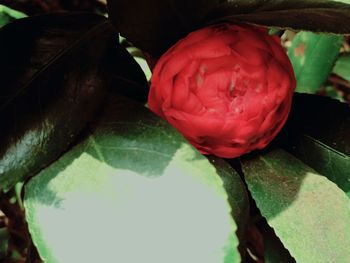 Close-up of red fruit
