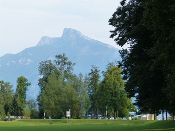 Trees on field against sky