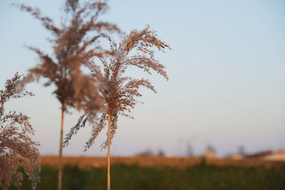 Close-up of stalks in field against clear sky