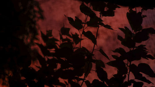 Close-up of silhouette leaves against sky at sunset
