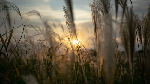 Close-up of stalks in field against sky