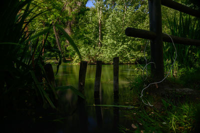 Scenic view of lake in forest