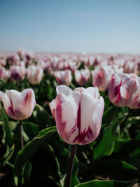 Close-up of pink tulip in the netherlands, at a full field of tulips.