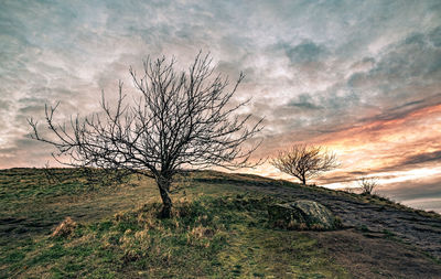 Bare tree on field against sky during sunset