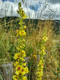 Close-up of flowers blooming in field