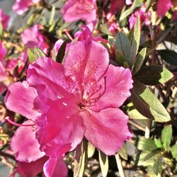 Close-up of pink flowering plant