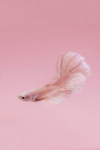 Beautiful white half moon betta fish swimming over pastel color  background.