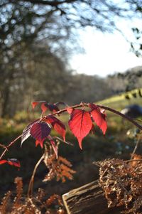 Close-up of maple leaves on tree