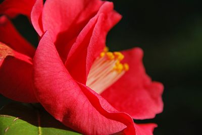 Close-up of red rose flower