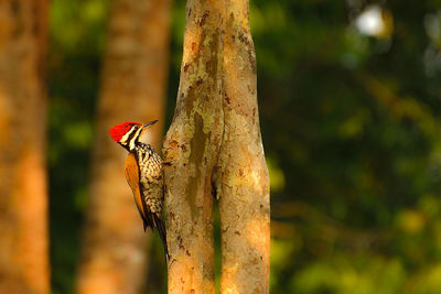 Close-up of a bird perching on tree