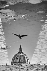 Birds flying over lake