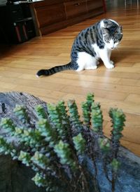 High angle view of cat lying on hardwood floor