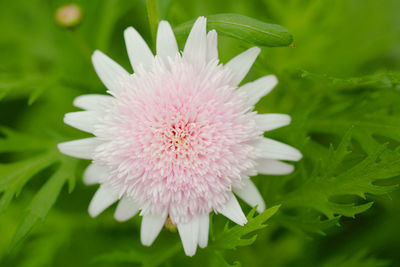 Close-up of pink flower