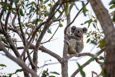 Low angle view of koala in tree