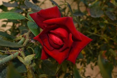 Close-up of red rose blooming outdoors