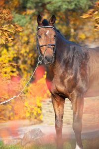 Close-up of a horse