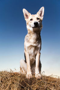 Portrait of dog on field against clear sky