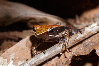 Close-up of frog on wood