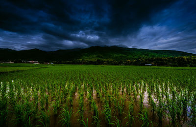 Scenic view of agricultural field against sky