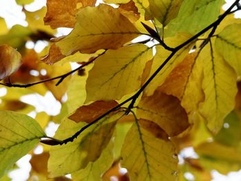 Close-up of leaves on plant during autumn