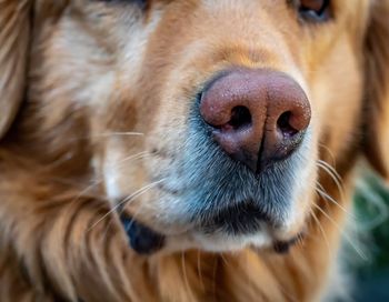 Close-up of dog