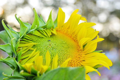 Close-up of yellow flowers blooming outdoors