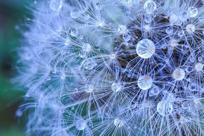 Close-up of dandelion