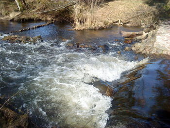 River flowing through forest