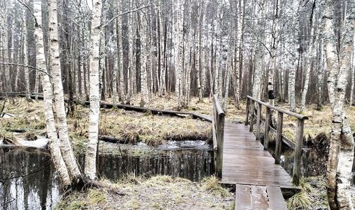 Scenic view of lake in forest