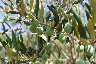 Close-up of fruit growing on tree