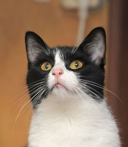 Close-up portrait of a cat