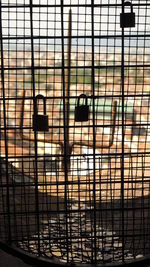 Close-up of bird in cage