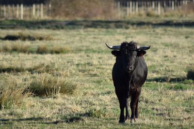 Bull in a field 