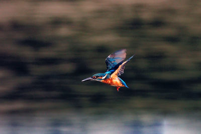 Close-up of bird flying against blurred background