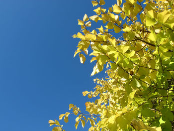 Low angle view of yellow leaves against clear blue sky