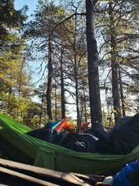 People sitting on land by trees in forest against sky