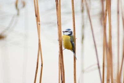 A blue titmouse hanging on a dried out plant